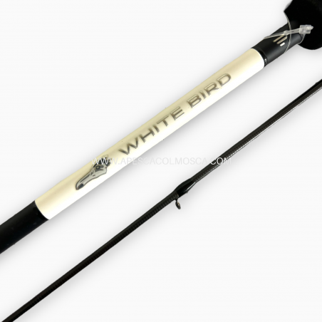 Canna Favorite White Bird