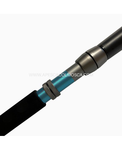 Canna Tubertini Meloria