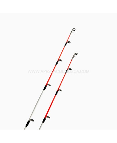 Canna Sunset Dorada SW20