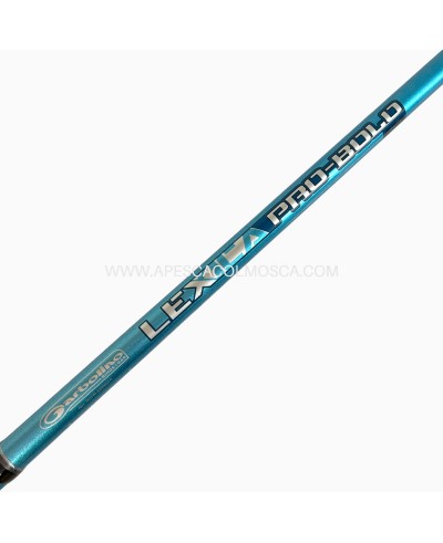 Canna Sunset Lexica Bolo