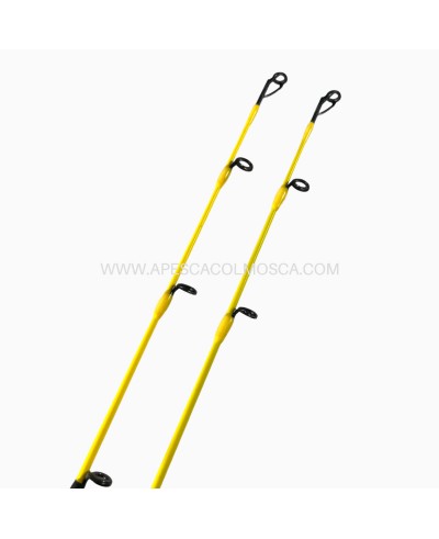 Canna Tubertini Gorgona