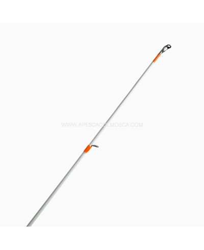 Canna Sunset Prince SW Eging