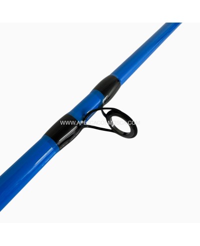 Canna Sunset Squidea ZXR